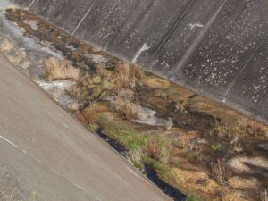 Nicasio Reservoir’s spillway has so little water that vegetation and algae began growing in places where rushing water would otherwise flush them clear. 