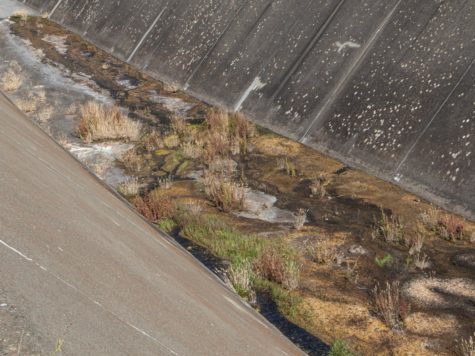 Nicasio Reservoir’s spillway has so little water that vegetation and algae began growing in places where rushing water would otherwise flush them clear. 