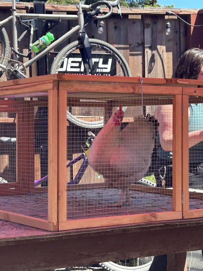 Lorelai+the+Chicken+gazes+out+from+the+inside+of+the+cage.