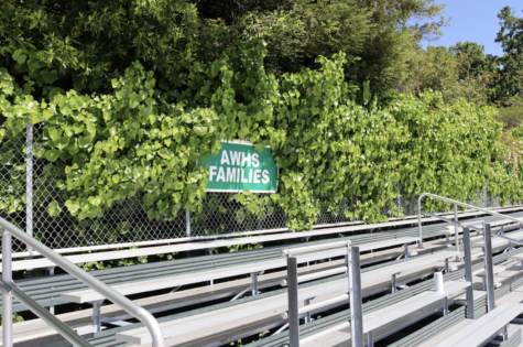 Invasive English Ivy has protruded onto the bleachers adjacent to the football field.