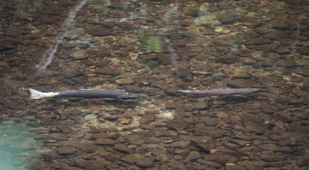 Salmon in the Lagunitas creek can be seen from fish viewing spots along Sir Francis Drake Blvd.