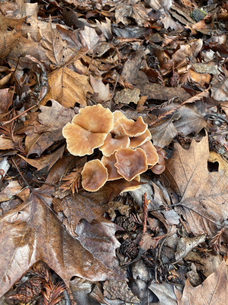 Fungi foraging thrives in Marin County