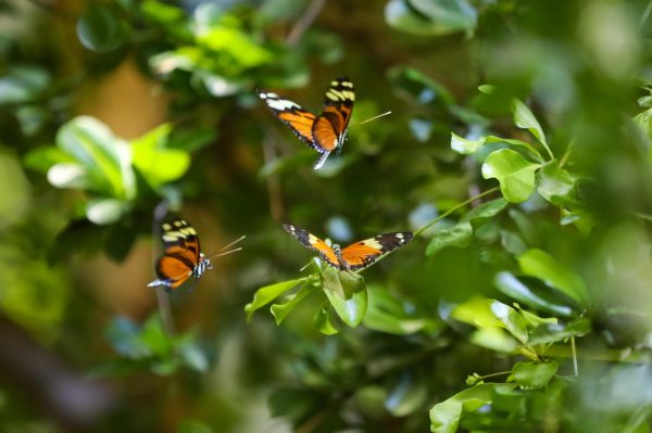 The California Academy of Sciences recieves hundreds of butterflies every week to stock their Osher Rainforest. Dozens of different species, including the monarch butterfly, are on display in the four-story neotropical rainforest for visitors to see.