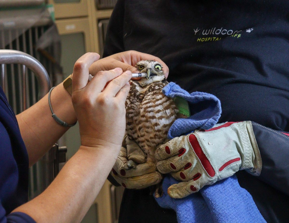 WildCare staff gives medicine to a burrowing owl during its stay at WildCare.