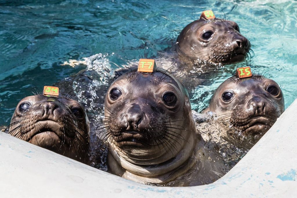 Four northern elephant seal pups await a feed of sustainably caught herring in rehabilitation pool pen during treatment at The Marine Mammal Center’s hospital
and visitor center in Sausalito, CA.