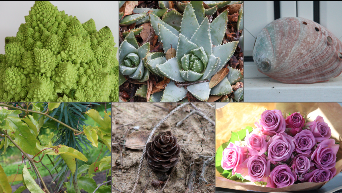 Spirals in nature. Top left to right, romanesco, succulent, abalone. Bottom left to right, vine, pinecone, roses.